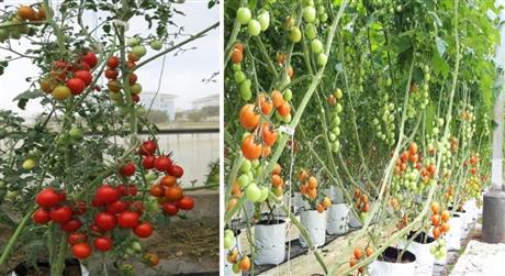 Techmart Nông nghiệp & Công nghê sau thu hoạch: Trồng dưa lưới và cà chua bi ứng dụng công nghệ cao: chọn tạo giống thích hợp cho vùng khí hậu nhiệt đới